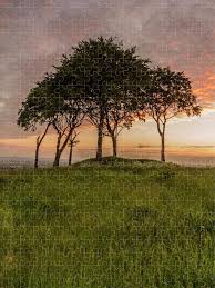 Trees Huddled At Sunset Jigsaw Puzzle by Danny Birrell Photography