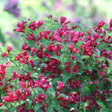 Image result for Weigela