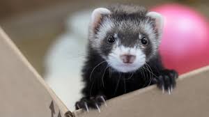 Cute Ferrets Videos Compilation - YouTube
