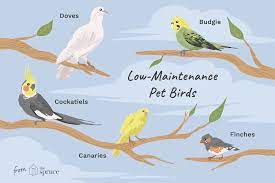 8 Top Low Maintenance Pet Bird Species