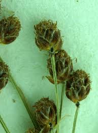 Image result for Fimbristylis quinquangularis