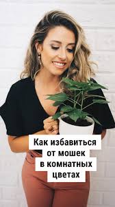 мошки в комнатных цветах как избавиться в домашних условиях Kak Izbavitsya Ot Moshek V Komnatnyh Cvetah Rasteniya Cvety V Gorshkah Kompozicii Cvetnikov