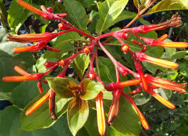 Image result for Hamelia patens