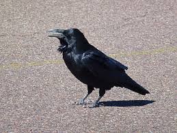 Common black birds in arizona. Page 2 Royalty Free Raven Bird Photos Free Download Pxfuel