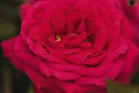 My hero produces an abundance of classic, shining rose pink blooms which clothe the shrub over a very long flowering season. Beyond Knockout The Next Generation Of Garden Roses Part 2 Finegardening