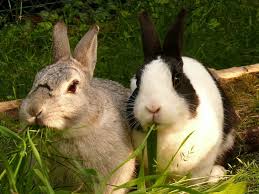 Almonds are nuts that are gown in south asia and the middle east. How Many Times A Day Should I Feed My Rabbit The Tilth