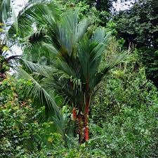 Lipstick Palm Information How To Grow Lipstick Palms In The Garden
