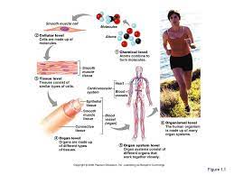 Levels Of Structural Organisation In The Human Body Smooth Muscle Tissue Body Cardiovascular System