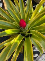 Image result for Seidelia