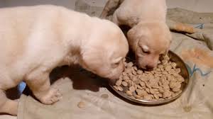 labrador puppys eat food