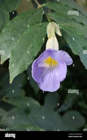 Image result for Thunbergia vogeliana