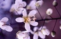 Image result for Cassia burttii