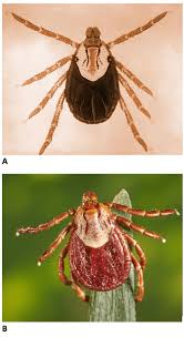 Image result for Tick Paralysis