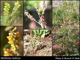 Image result for Melilotus indicus