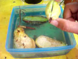 The moment you decided to plant a mango tree, we came to help right away. My Mangoes And Mango Seeds Growing In Container With Water Youtube