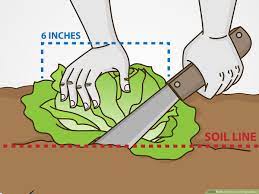 Lettuce is a cool weather crop and is best grown in spring and fall. How To Grow Iceberg Lettuce With Pictures Wikihow