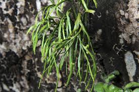 Image result for Psilotum nudum