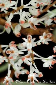 Image result for Solenangis