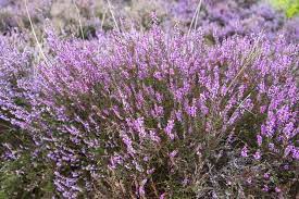 What Is The Meaning Of The Heather Flower Heather Flower Heather Plant Flowers