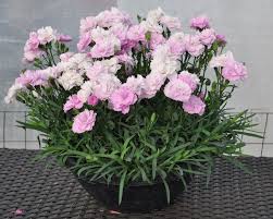 Dianthus Constant Beauty Carnations Pink Dianthus Fragrant Flowers