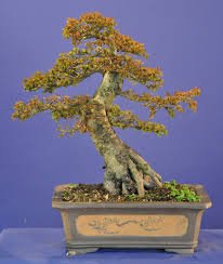 So, whenever you need to prune your juniper, do so at the bottom of the tree, otherwise, you will risk your bonsai as it doesn't tend to grow well from bare tree parts. Sick Bonsai Eejit