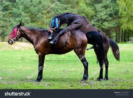 Horses Having Sex On Meadow, arkistovalokuva 1075770605 | Shutterstock