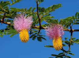 Image result for Dichrostachys