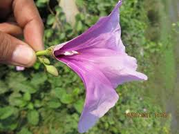 Image result for Ipomoea rubens