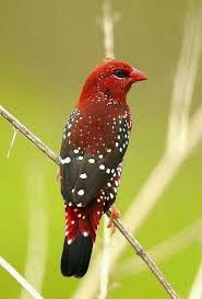 Birds Of The Same Feather Flock Together Meaning In Bengali Bengali Rojo Amandava Amandava Es Un Ave Passeriforme De La Familia Estrildidae Originario Del Sur De Asia Birds Pretty Birds Beautiful Birds