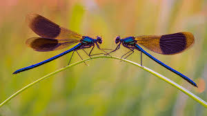 Earth Day 2020 Microsoft Veroffentlicht Neue Wallpaper Sets Windowsunited Mobile windows 10 background and images.