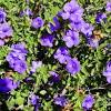 Purple shrubs lilac bushes purple plants purple lilac dark purple purple flowers garden yard ideas garden projects porch garden. 1