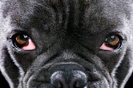 It occurs most commonly in young dogs, and roundworms in cats are common intestinal parasites. Cherry Eye In Dogs Great Pet Care