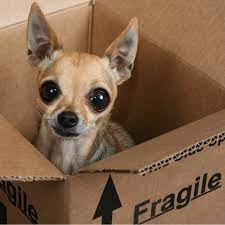 Esperanza De Vida En Anos De Un Chihuahua