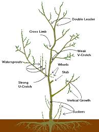 How To Prune Your Fruit Nut Trees Living Off Grid Guide Lemon Tree Pruning Apple Trees Citrus Trees