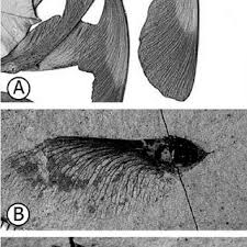 Image result for Securidaca welwitschii