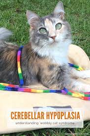 Cerebellar Hypoplasia In Cats Cat Care Cats Kitten Care