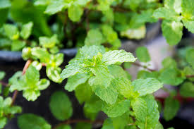 スペアミント オランダハッカ の育て方 種や苗からの栽培方法は Horti ホルティ By Greensnap
