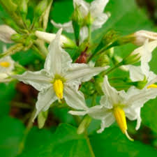 Image result for Solanum torreanum