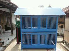 Kandang ayam bangkok dengan 4 pintu, tingkat atas bawah. 510 Desain Kandang Ayam Bangkok Petelur Kampung Ideas Chickens Backyard Building A Chicken Coop Chicken Coop Designs
