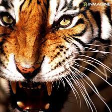 Tiger Roar Inmagine Tiger Tiger Roaring Big Cats Animals