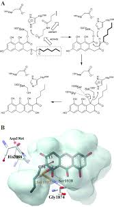 Polynesiensis transcriptome included 5 te domains present in modular pkss and 15 discrete te domains. New Insights Into The Formation Of Fungal Aromatic Polyketides Abstract Europe Pmc