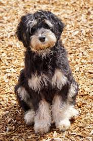 We did not find results for: Labradoodles Of Montana Labradoodle Australian Labradoodle New Puppy