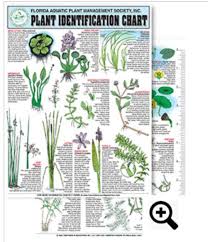 freshwater aquatic plant identification chart 12 contains