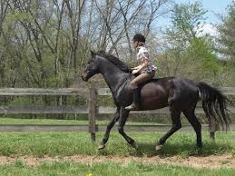 Pin On Retired Racehorses Rule