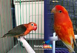 Berawal dari hoby dan mencoba mengembangkan lovebird di negri ini. Love Bird Beauty Red Love Bird Hasil Mutasi Modifikasi Pengaruh Makanan Atau Penyakit Burungnews