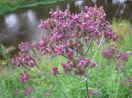 Persicifolia is a species has been grown for centuries in the cottage gardens. Wildflowers The Trees Flowers Of Whangarei