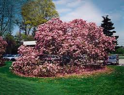 Stopping the show is a 1932 fleischer studios animated short, directed by dave fleischer. Betty Hybrid Magnolia For Sale The Tree Center