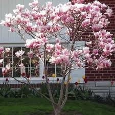 Magnolia Jane Backyard Trees Landscaping Magnolia Tree Landscaping Backyard Trees