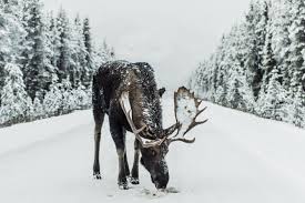 500 Moose Pictures Hd Download Free Images On Unsplash Moose desktop wallpapers, hd images, high resolution photos. unsplash