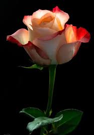 Pin By Marisol Buitrago Perez On Flower ١ Flowers Photography Beautiful Flowers Flowers
